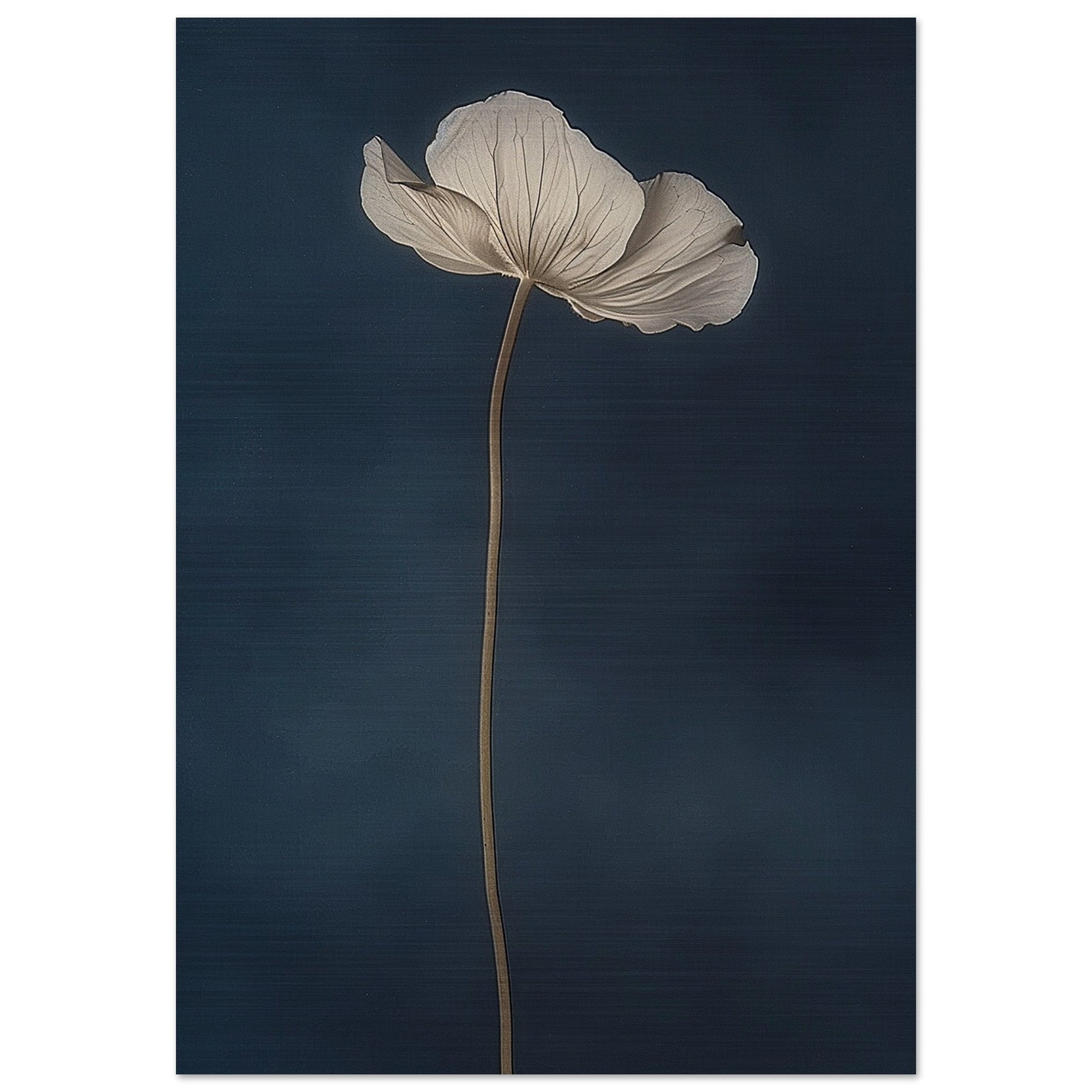 Nocturnal Grace - Floral Art-print-on-aluminum