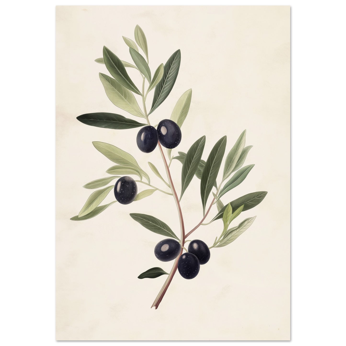 Verdant Vitality - Black Olive Branch - Fine arts-print-on-foam-board