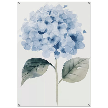 Hortensia Hues - The Watercolor Whisper - Floral Art-print-on-acrylic