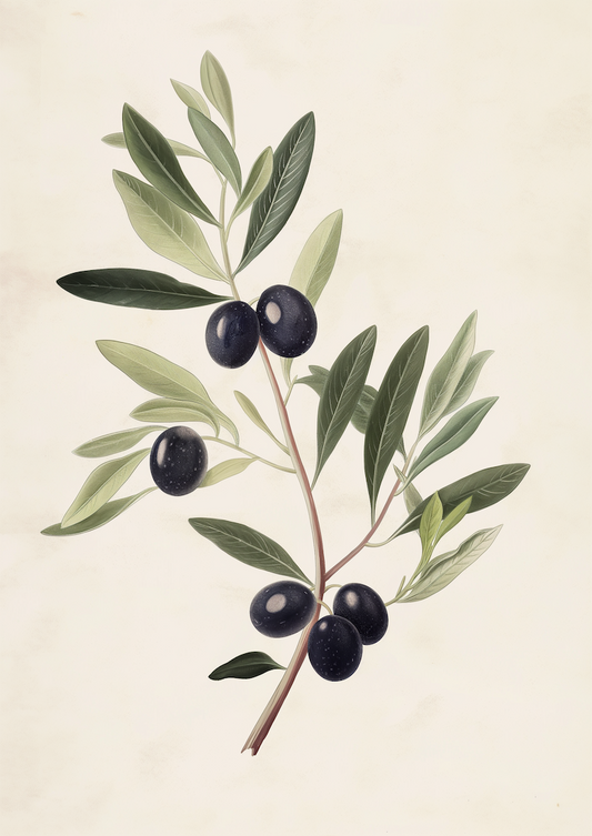 Verdant Vitality - Black Olive Branch - Fine arts-print-art