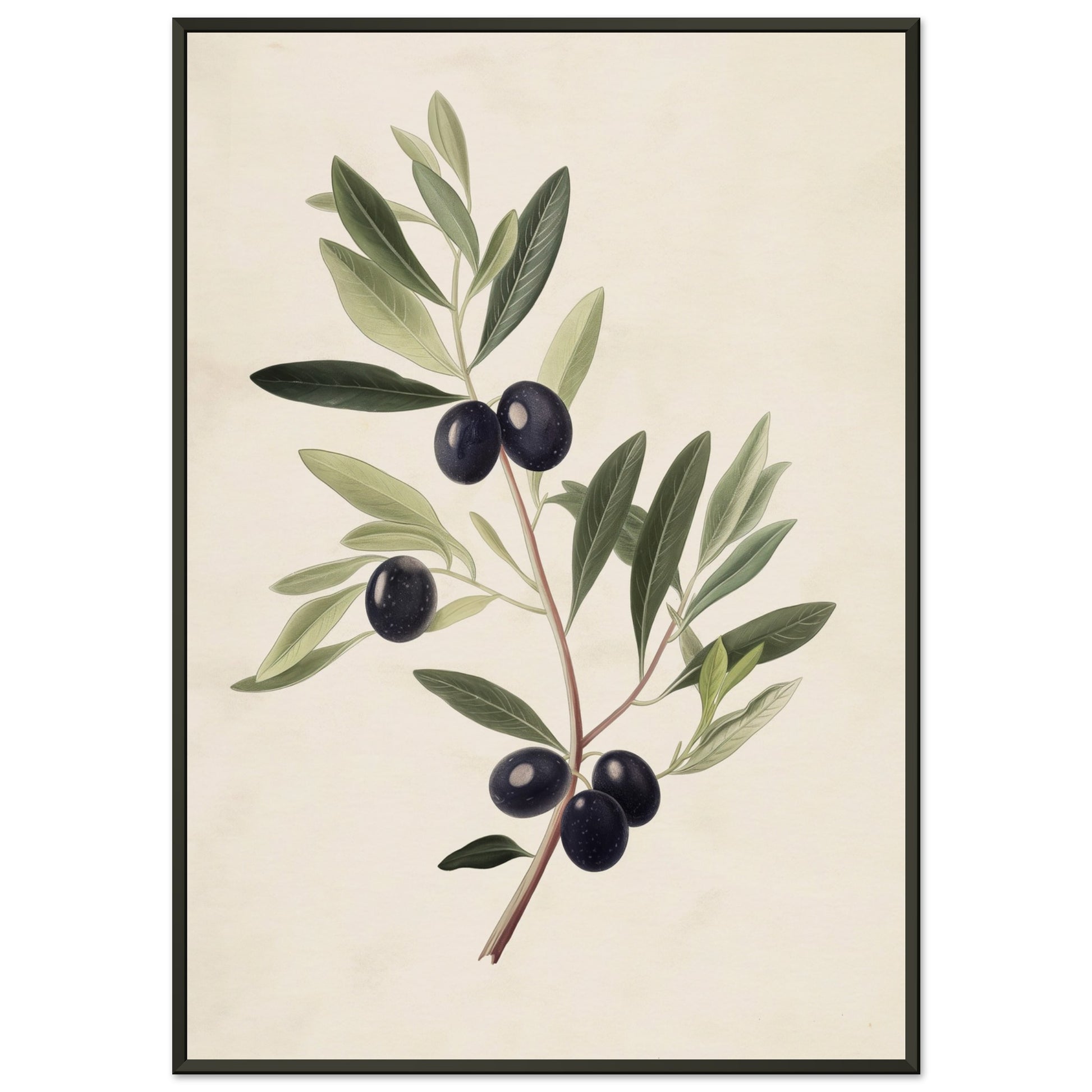 Verdant Vitality - Black Olive Branch - Fine arts-print-in-aluminum-frame