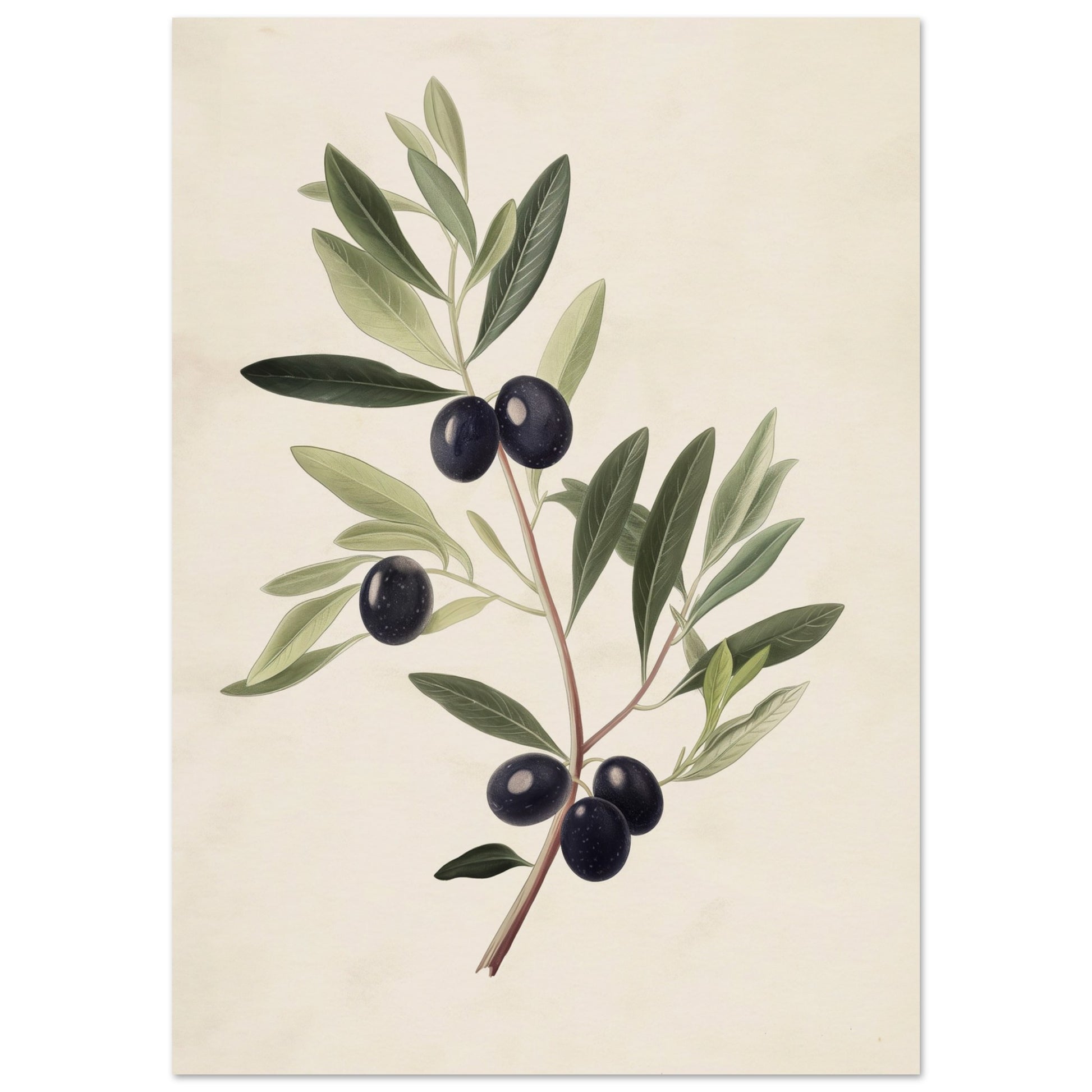 Verdant Vitality - Black Olive Branch - Fine arts-poster