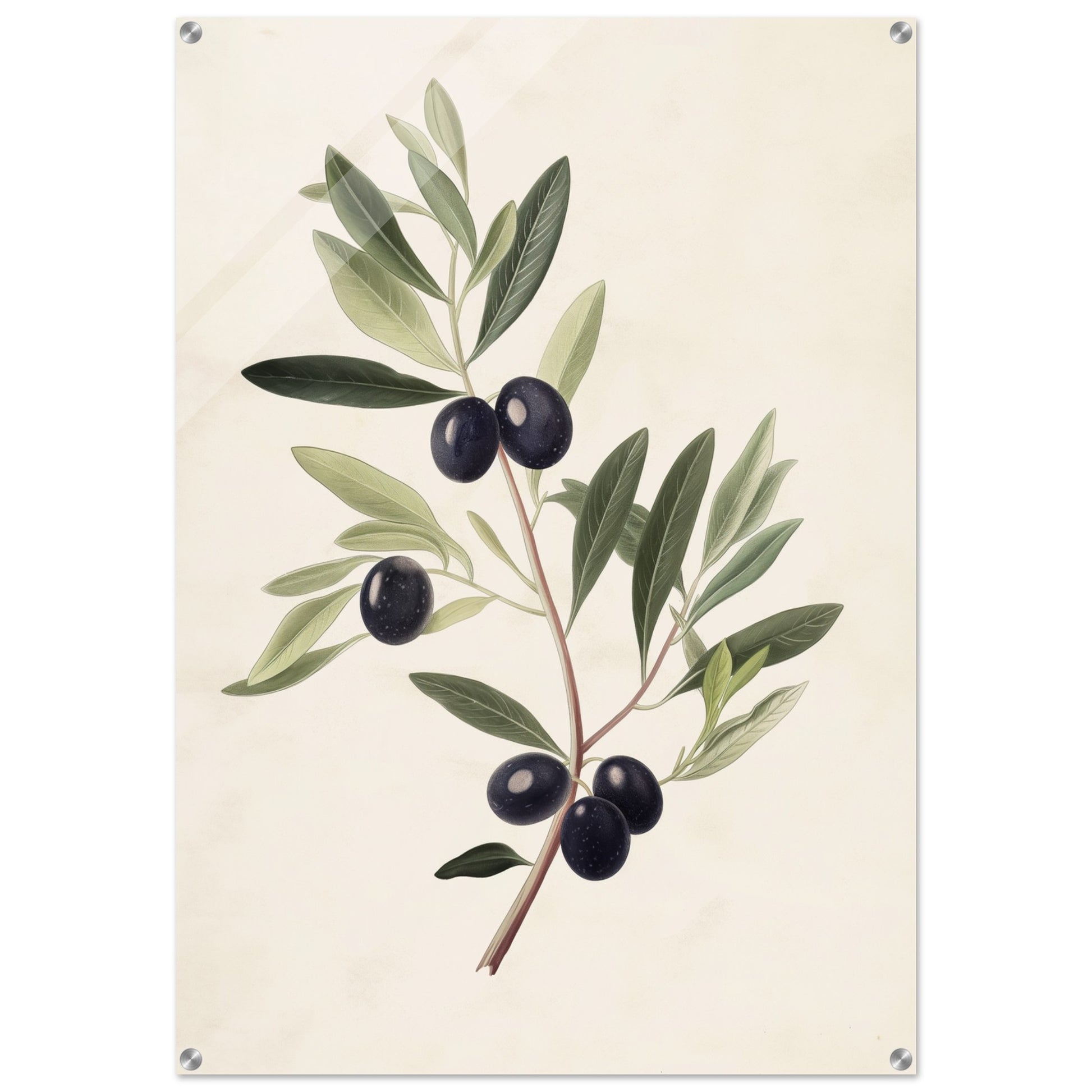 Verdant Vitality - Black Olive Branch - Fine arts-print-on-acrylic