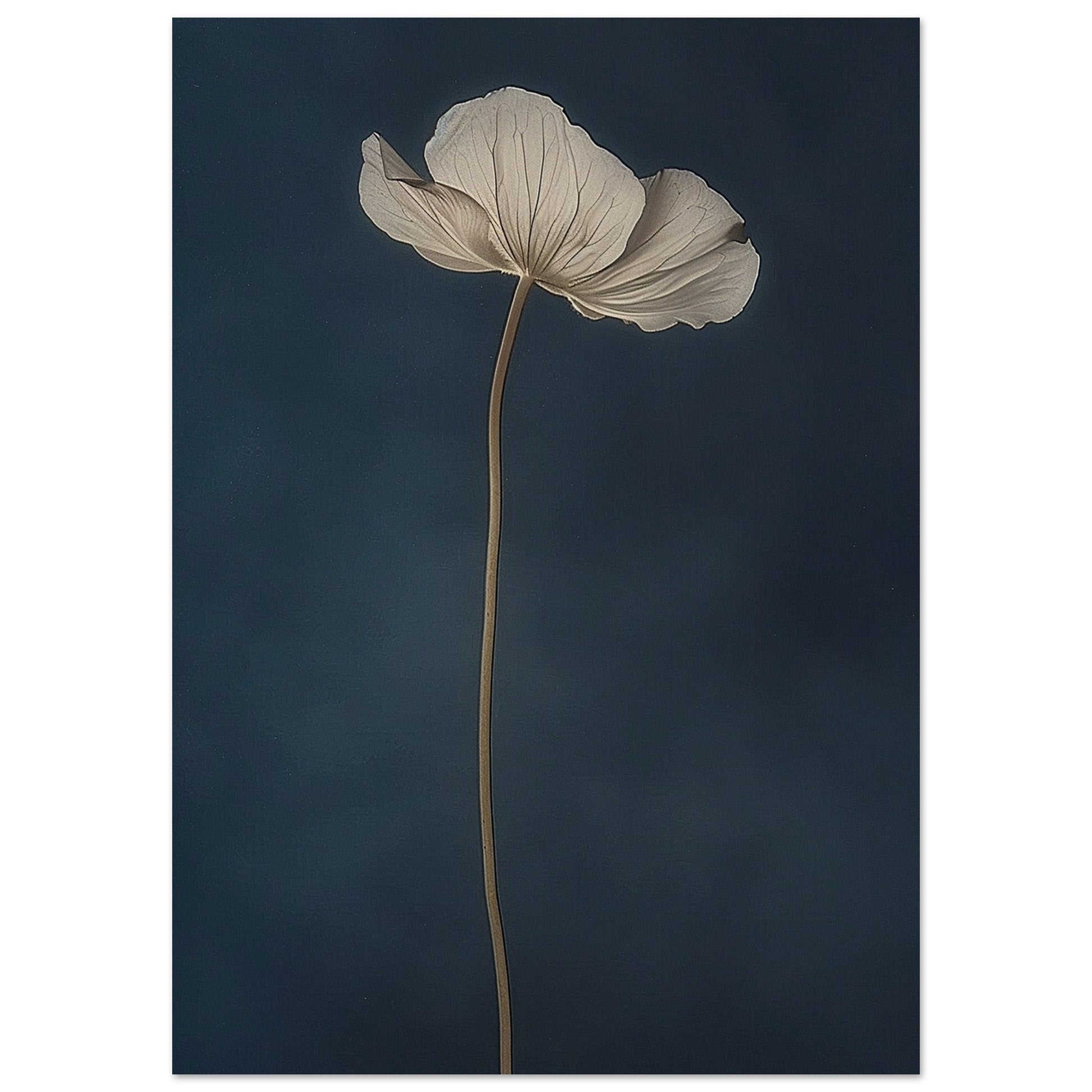 Nocturnal Grace - Floral Art-poster