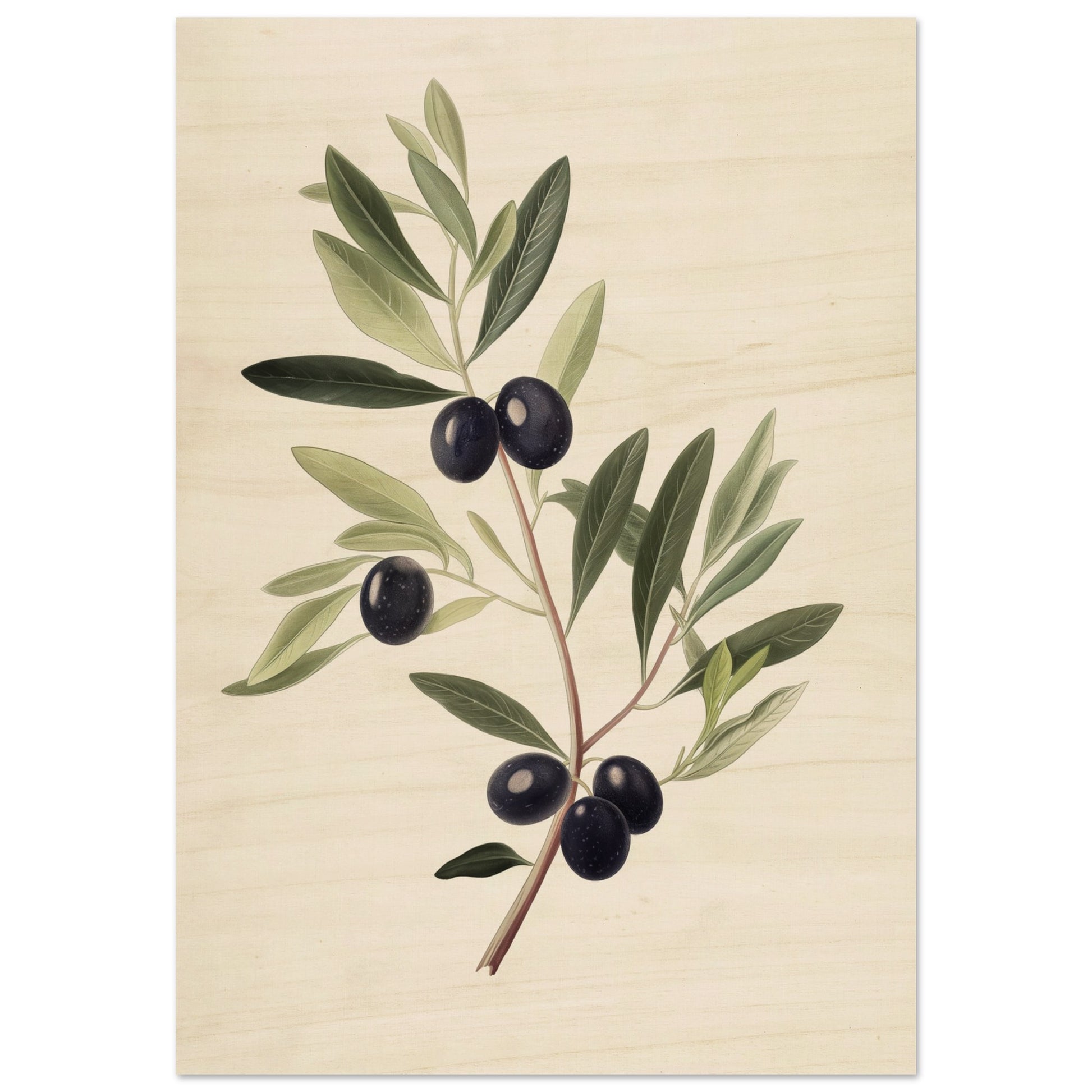 Verdant Vitality - Black Olive Branch - Fine arts-print-on-wood